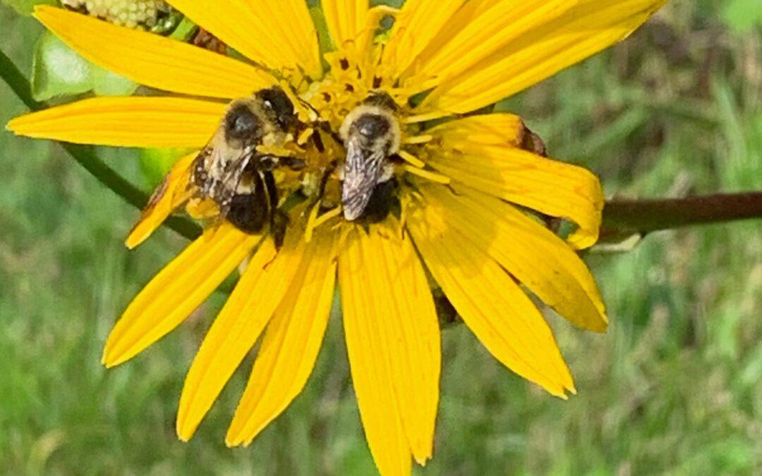Leafy Log 6: Late Summer Pollinators