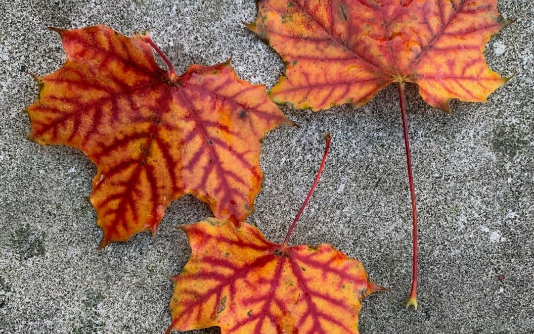Leafy Log 7 – Save Your Beautiful Fall Leaves