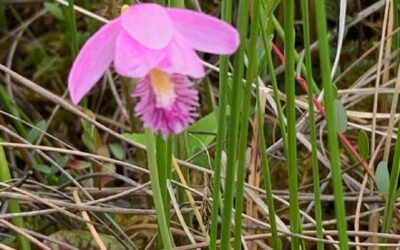 Leafy Log 34: Flowers from a Bog