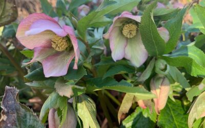 Leafy Log 18: Hellebores, an Early Spring Surprise