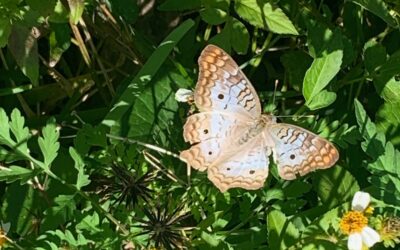 Leafy Log 13: A White Peacock Butterfly