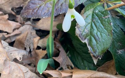 Leafy Log 16: Return of the Bravest Flowers