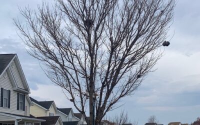 Leafy Log 20: For Birds’ Nests Look Up!