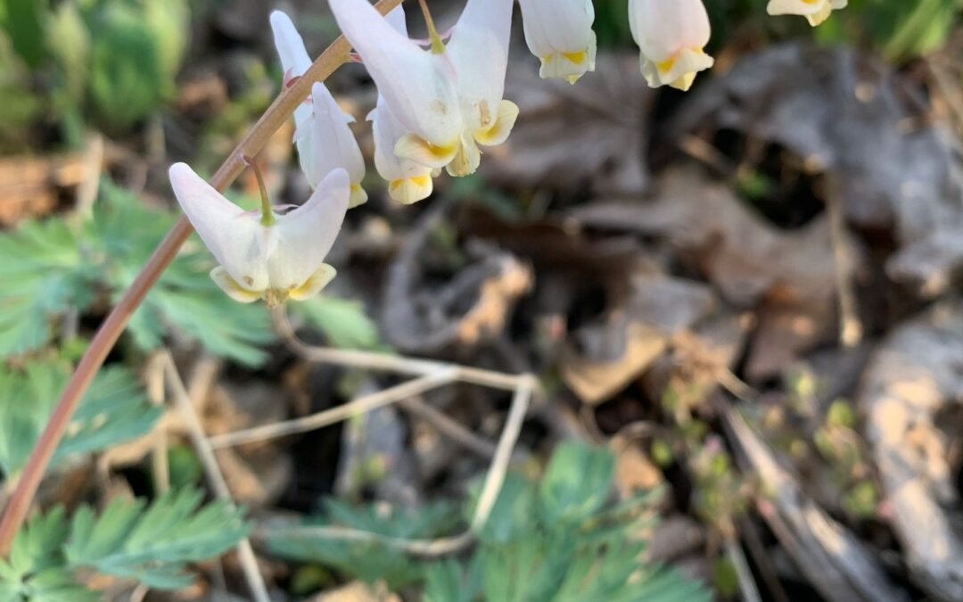 Leafy Log 23: Looking for Early Flowers