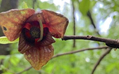 Leafy Log 28: Spicebush Trees and Pawpaws