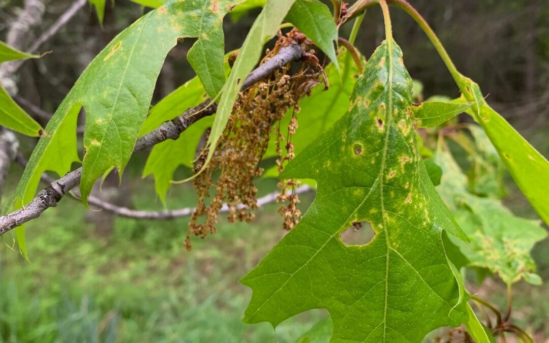 Leafy Log 30: Ravens and a Wild Turkey Egg