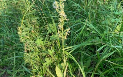 Leafy Log 36: Wild Orchids