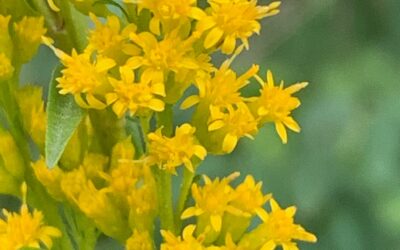 Leafy Log 39: Goldenrods and Ragweeds