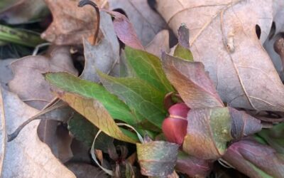 Leafy Log 59: The Early Lenten Rose