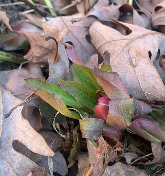 Leafy Log 59: The Early Lenten Rose