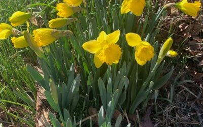 Leafy Log 60: Spring is Finally in the Air