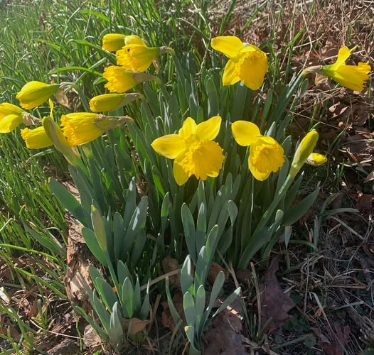 Leafy Log 60: Spring is Finally in the Air