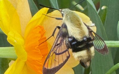 Leafy Log 63: Moths Camouflaged as Bees