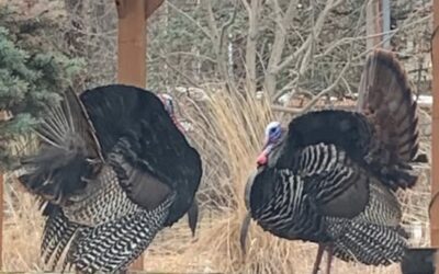 Leafy Log 64: The Amazing Return of Wild Turkeys