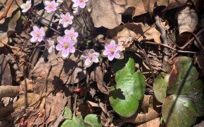 Leafy Log 65: Early Spring May Flowers