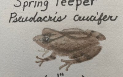 Leafy Log 66: Spring Peepers