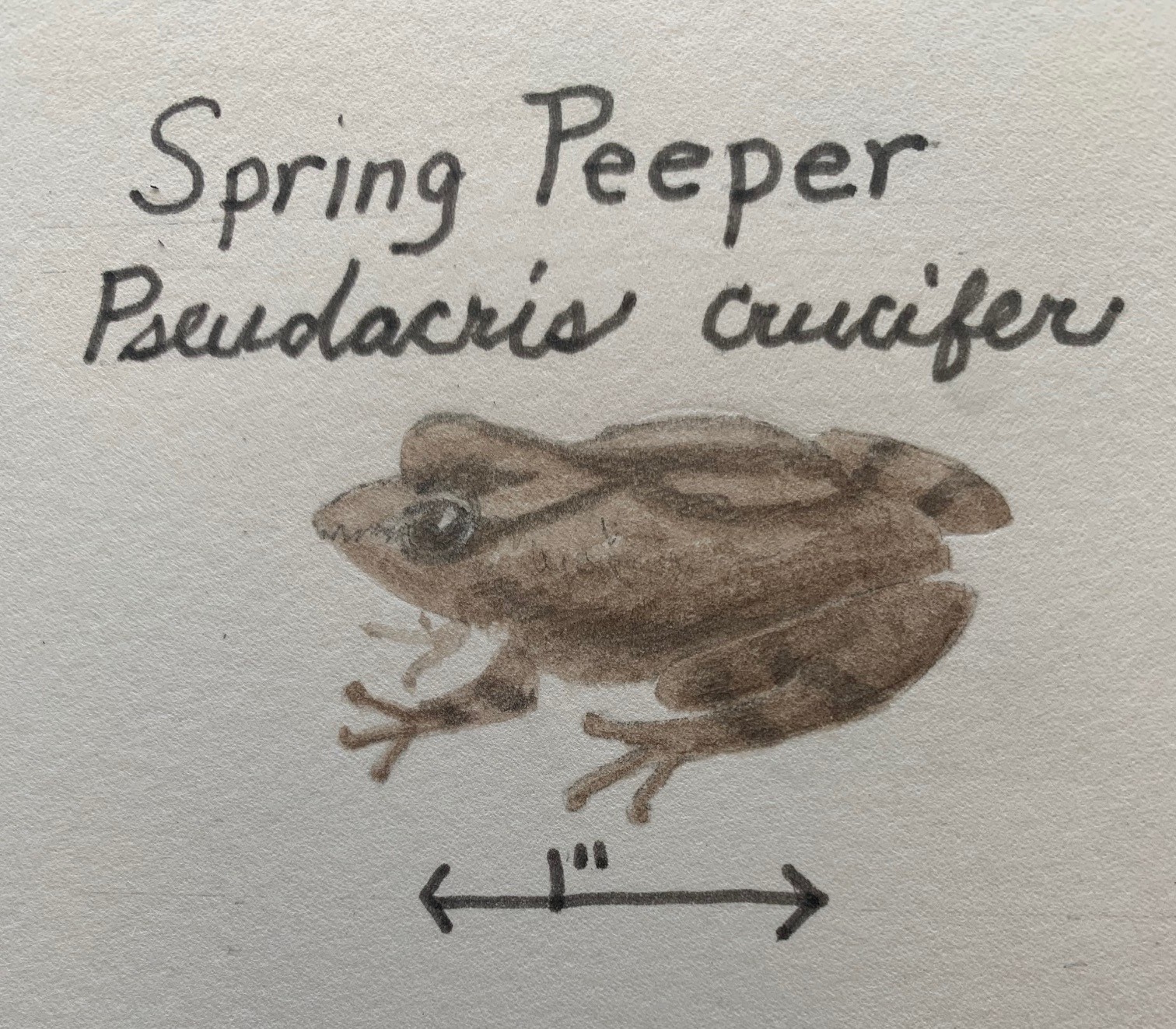 Blog - Susan Strong Botanical Art